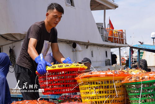 浙江舟山 梭子蟹豐收熱銷