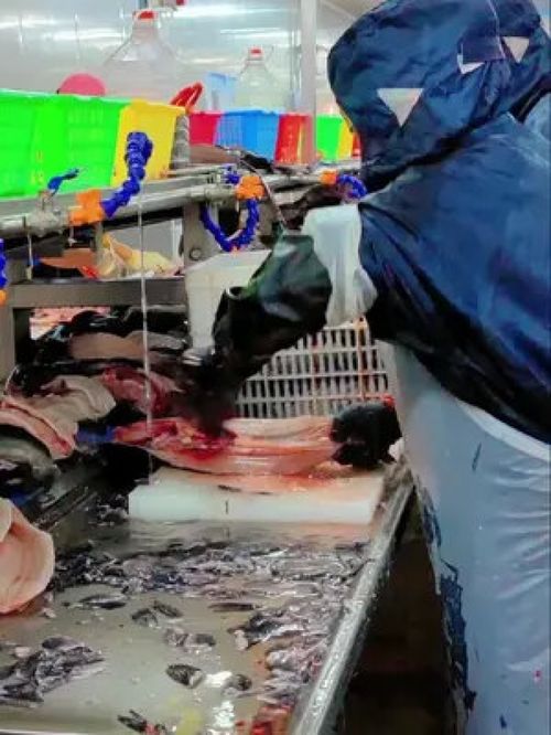 源頭工廠 車間實(shí)拍 打工人 水產(chǎn) 水產(chǎn)制品 打工人 為一線工人點(diǎn)贊