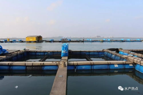 水產地理 走進雷州東里,3萬噸飼料的市場容量,多名上千噸大經銷商,飼料廠家在這里生死相搏